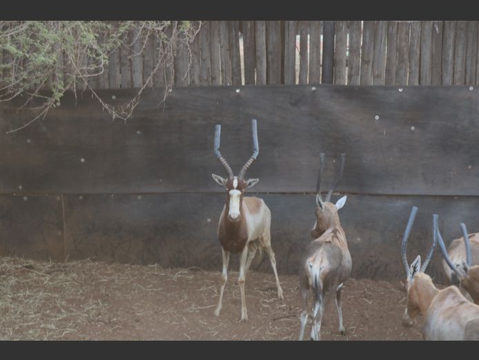 Geel Blesbok