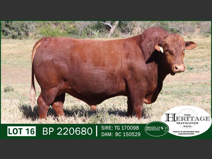 BP220680 | BEGELLY BEEFMASTERS