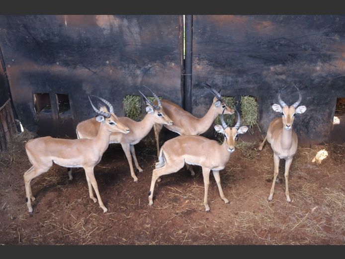 ROOIBOKKE