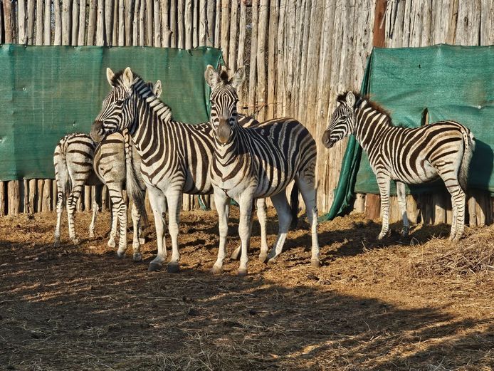 ZEBRA | ZEBULA