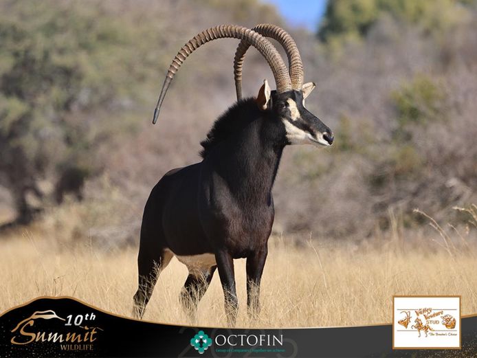 55" Sable Bull "Top Up"	