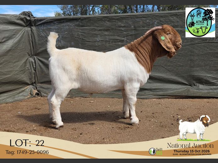 1749-25-0096 | ATKA Boerbokstoet
