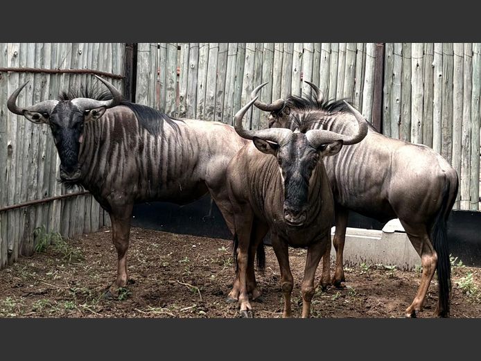 Blou Wildebees Bulle