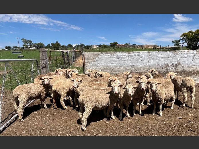 Ewes | JP Hobson & Sons