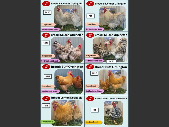 BUFF ORPINGTON | ANNUAL MYTILUS AND ELOFF