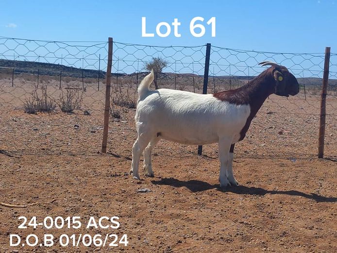 24-0015 ACS | ACS BOER GOATS