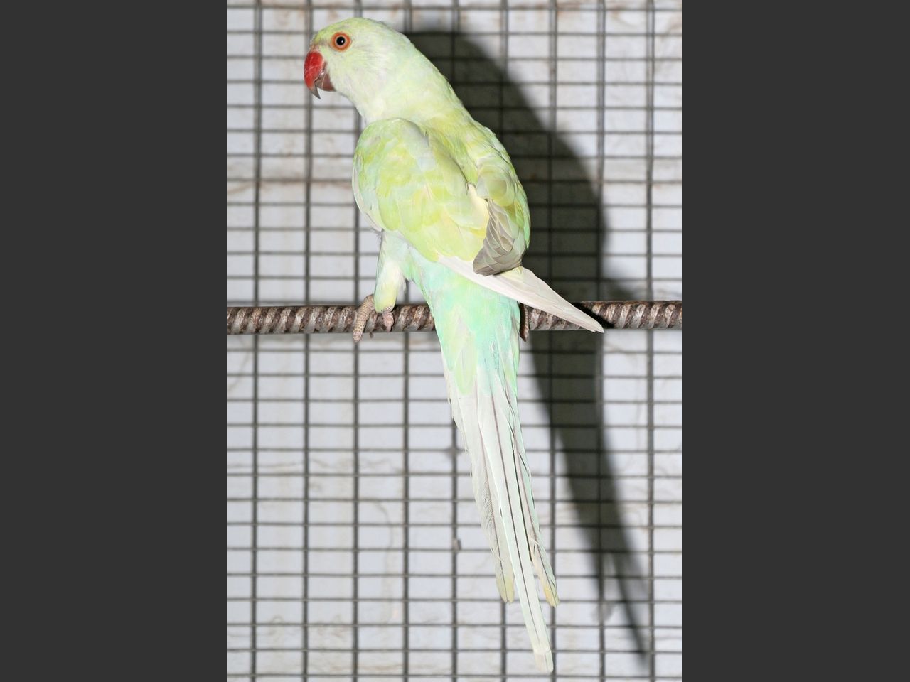 images