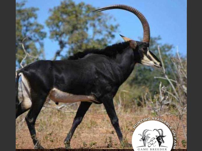 Sable Bulls | WATERBERG PLATO GAME BREEDERS