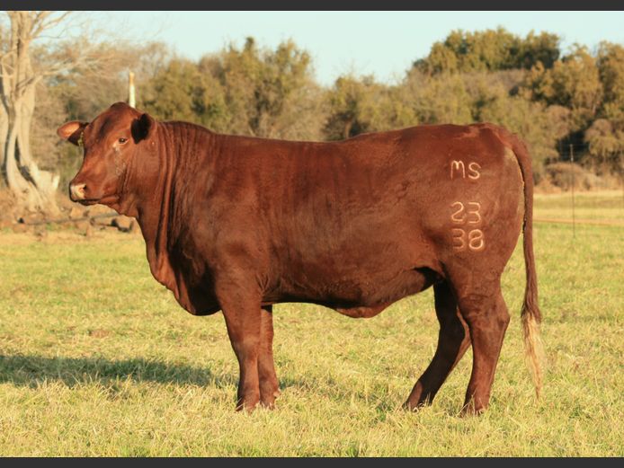 MS  230038 | G.J. GROBLER