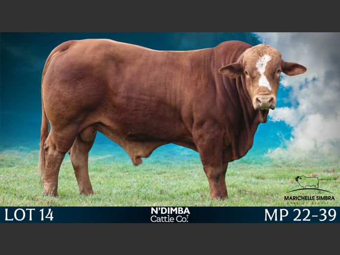 MP2239