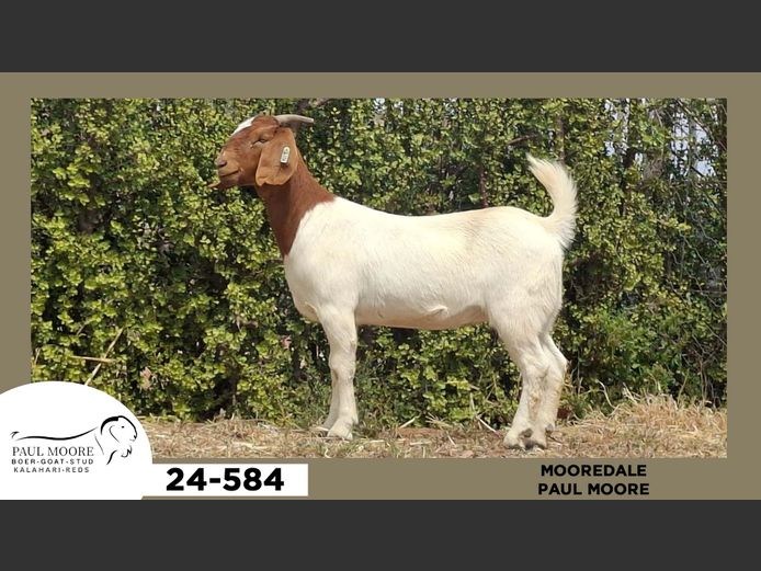 24-584  |  Paul Moore - Mooredale