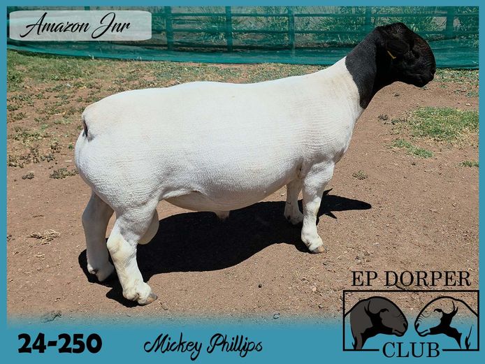 24-250 | Mickey Phillips