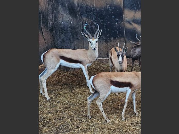 SPRINGBOK 14” | PDJ CILLIERS