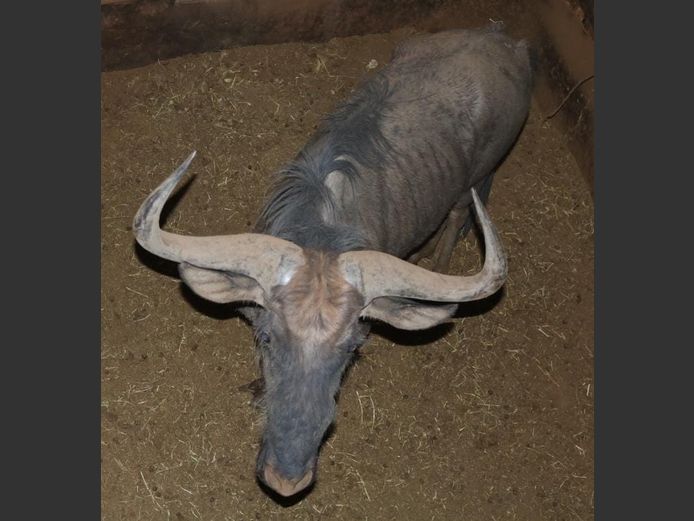 BLUE WILDEBEEST