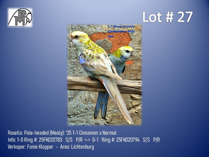 1-1 '25 Rosella: Pale-headed (Mealy): Cinnamon x Normal - Fanie Klopper