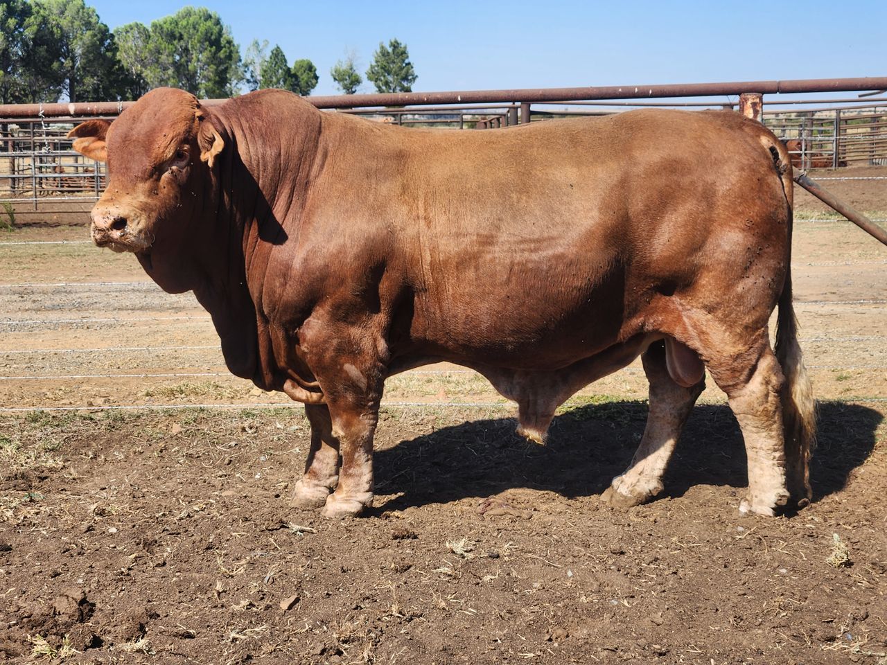 Lot 36 | 26STE NASIONALE BEEFMASTER VEILING | SwiftVEE | South Africa’s ...