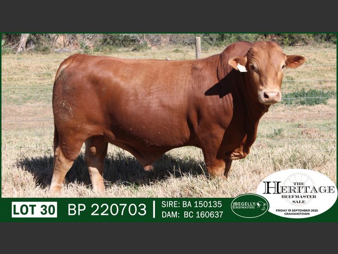 BP220703 | BEGELLY BEEFMASTERS