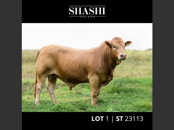 ST 230113