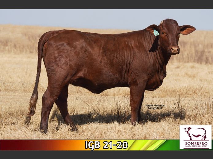 IGB 210020 | J.P. BOTMA (JNR) 