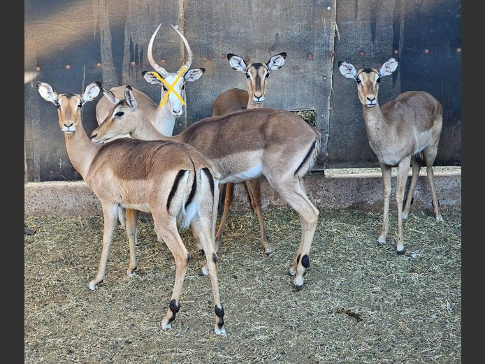 IMPALA | NOOITGEDACHT