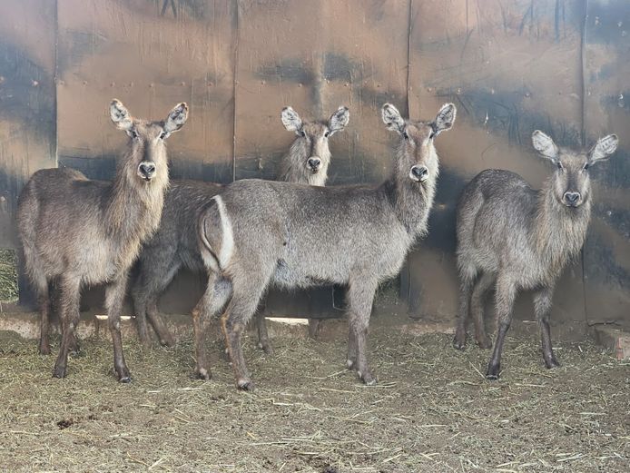 WATERBUCK | HUGOMOD