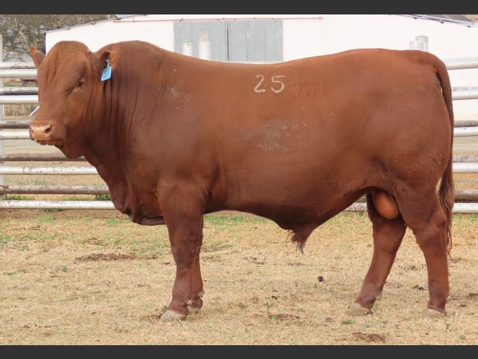 WDS 230211 | SWAERSHOEK BONSMARAS