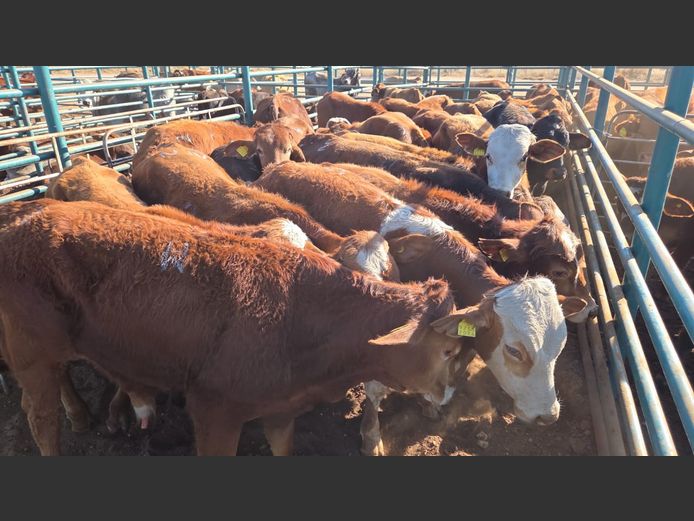 AGRA GOBABIS WEANER AUCTION