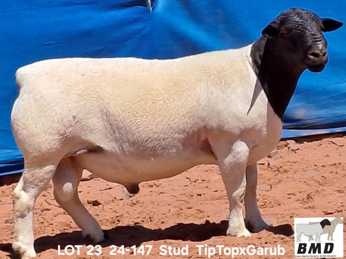 24-147 | BROER MARITZ DORPERS