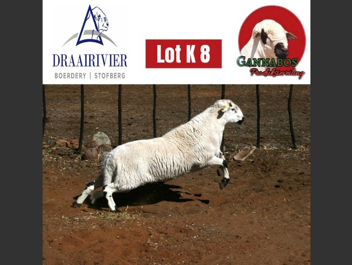 Commercial Ram | Draairivier Boerdery
