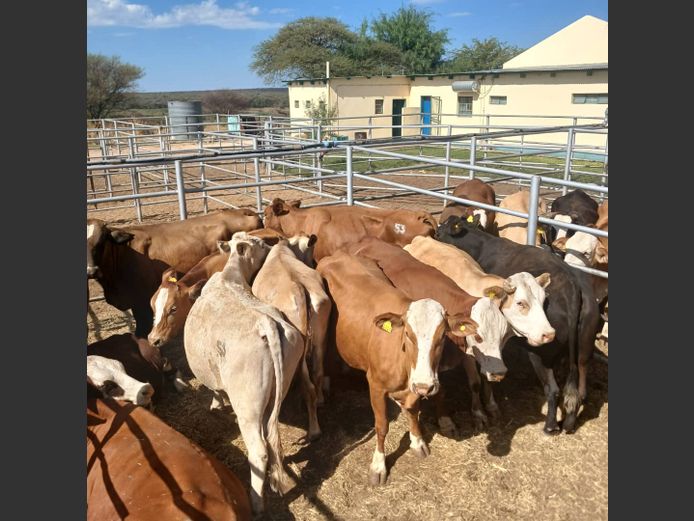 COWS | DOLL FARMING PREMIUM AUCTION