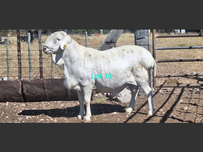Doc 93 | Neels Coetzee Stud