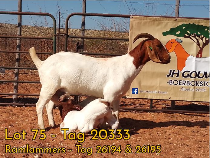 2003200333 | J.H. GOUWS
