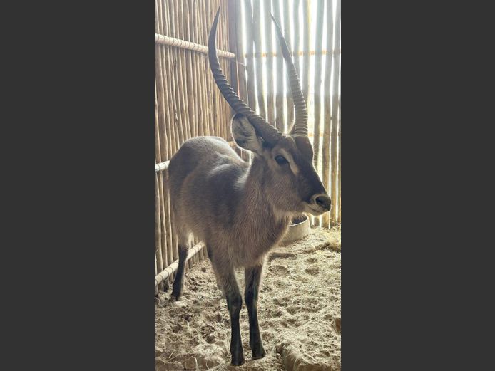 Waterbok Bul