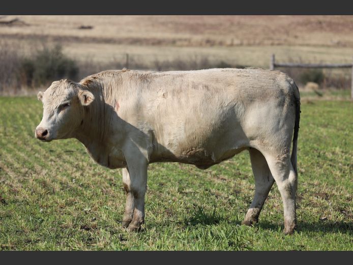 HBH 230009 | CLARK CATTLE COMPANY PTY LTD