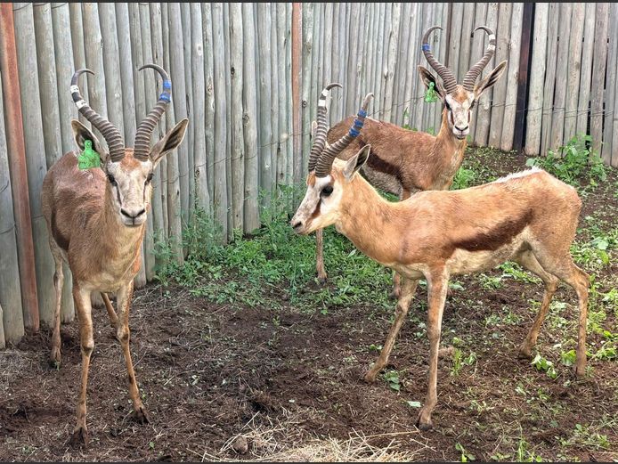 Kalahari Springbok Ramme
