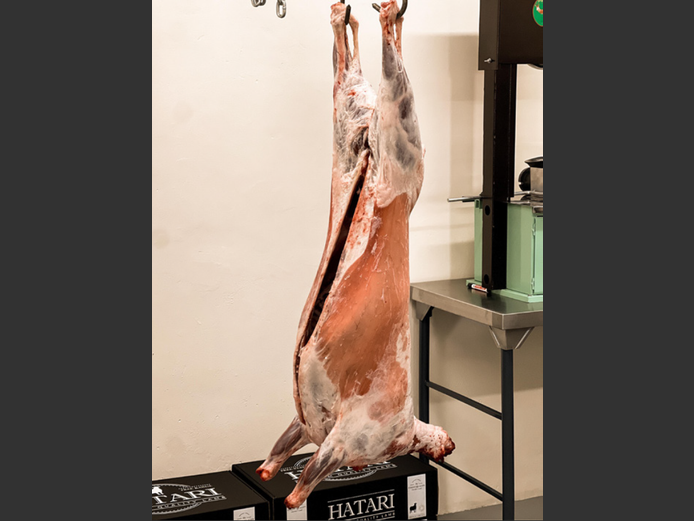 26KG HATARI LAM A2