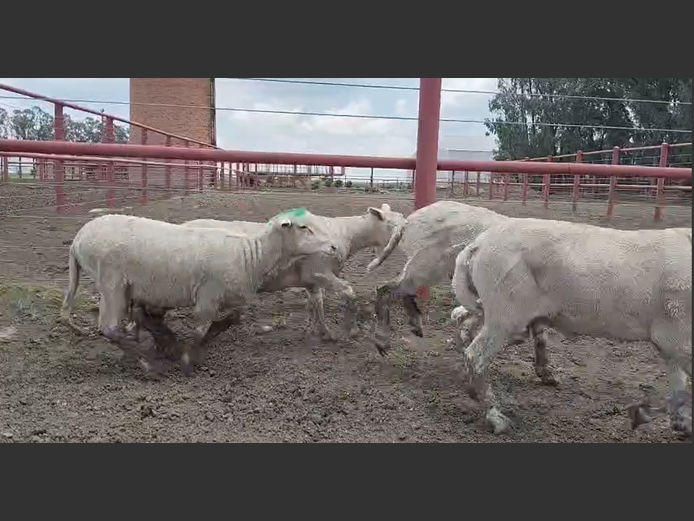 DOHNE MERINO VETLAMMERS