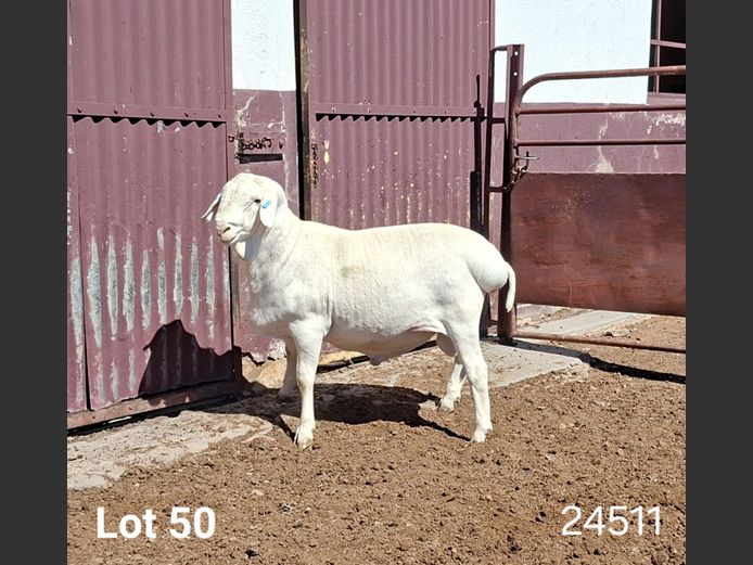 24511 | KASTEEL VAN ROOY RAMME