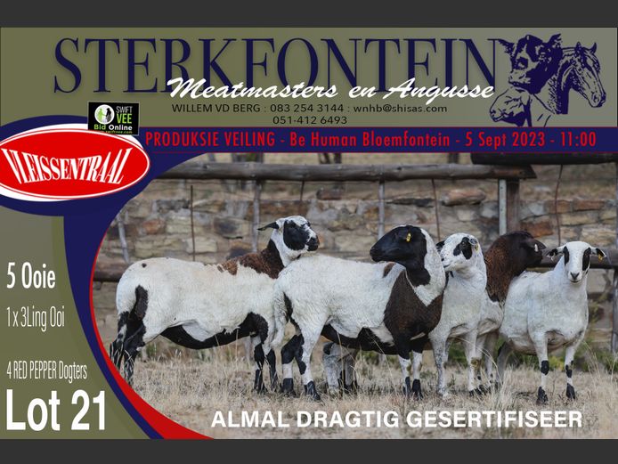 Ewes | Sterkfontein Meatmasters