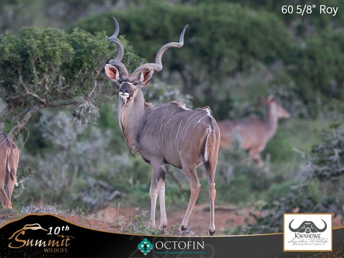 Kudu Cows ICT 60 5/8" Roy