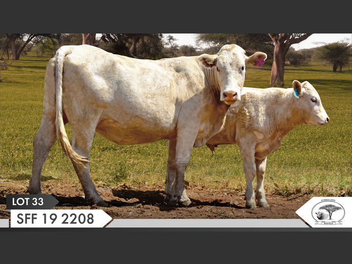 SFF 192208 | YARI STUD