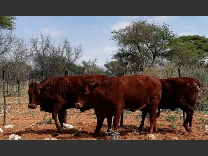 Commercial Animals | DENBOT BONSMARAS