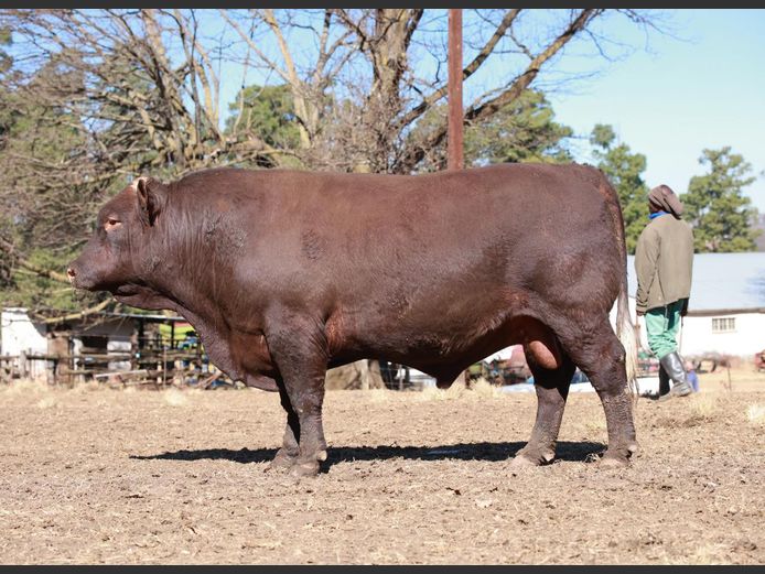 LAM2224 | BULL'S RUN SUSSEX STUD