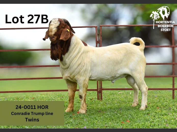 24-0011HOR | HORTENTIA BOERBOK STOET