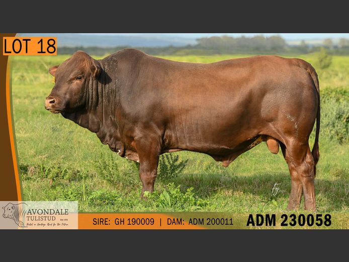 ADM 230058 | A.D. MULLINS