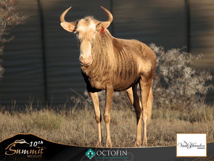 20 5/8" King Wildebeest Heifer