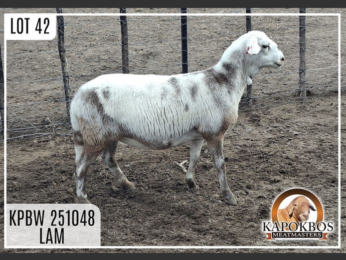 KPBW251048 | Kapokbos Meatmasters