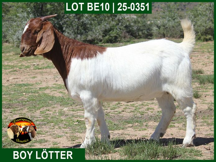 25-351 | Boy Lotter