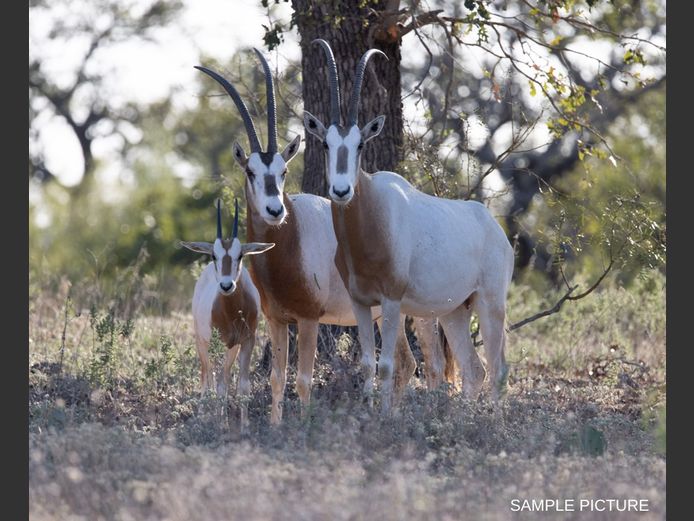 SCIMITAR | GOLDEN GAME WILDLIFE 