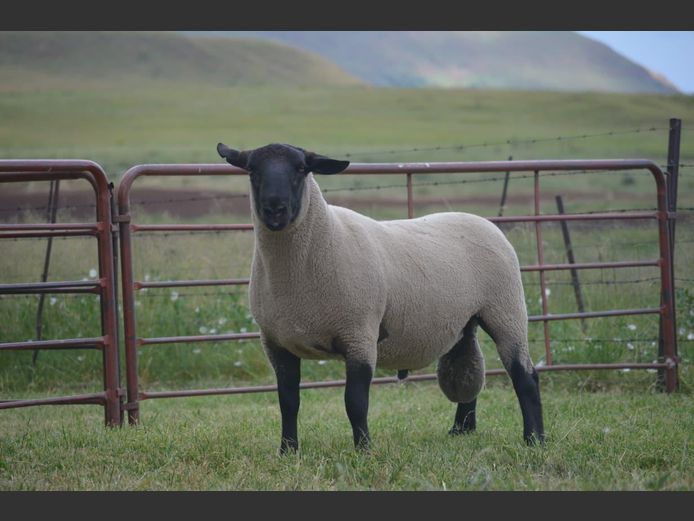 301 240011 | TWEESEUNS